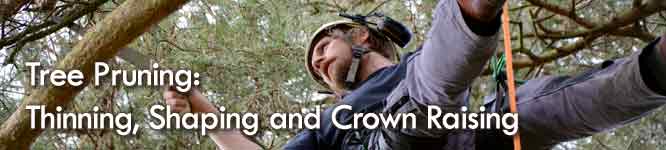 Mark Foster Glasgow Tree surgeon - Tree pruning, thinning and crown raising