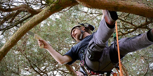 Mark Foster Tree Surgery