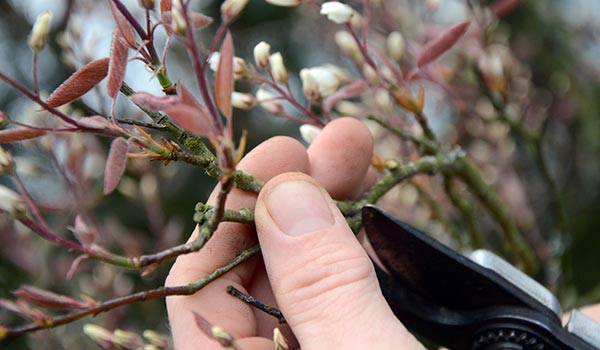 Fruit Tree Pruning