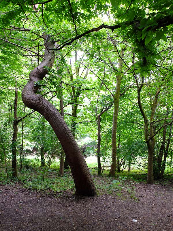 Tree care with Mark Foster Tree Surgery