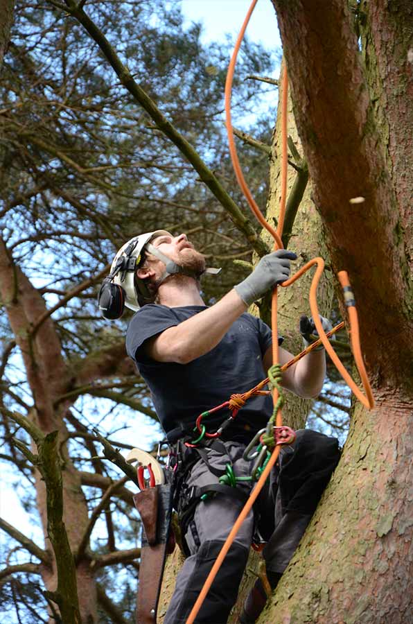 Tree Climbing