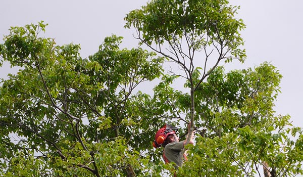 Tree Reduction